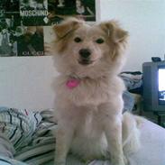 Blanding af racer Bianca