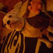 Blanding af racer Homie *Solgt*