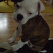 Blanding af racer Homie *Solgt*