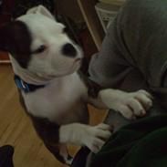 Blanding af racer Homie *Solgt*