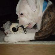 Blanding af racer Homie *Solgt*