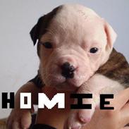 Blanding af racer Homie *Solgt*