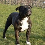 Staffordshire bull terrier AngelicStaff Bright Xenon