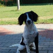 Field Trial spaniel Uffe