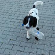Field Trial spaniel Uffe