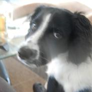 Field Trial spaniel Uffe