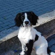 Field Trial spaniel Uffe