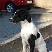 Field Trial spaniel Uffe