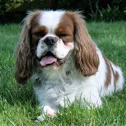 Cavalier king charles spaniel Shiloh