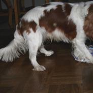 Cavalier king charles spaniel Shiloh