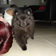 Pomeranian Amigo