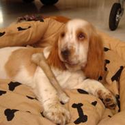 Cocker spaniel Sofus