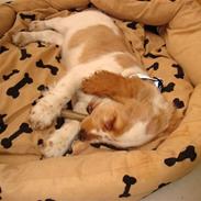 Cocker spaniel Sofus