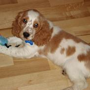 Cocker spaniel Sofus