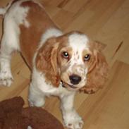 Cocker spaniel Sofus
