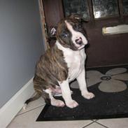 Amerikansk staffordshire terrier Cain