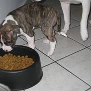 Amerikansk staffordshire terrier Cain