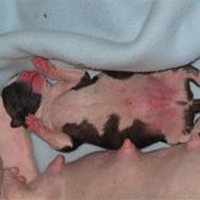 Amerikansk staffordshire terrier Cain