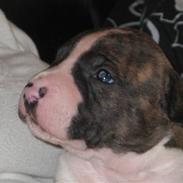 Amerikansk staffordshire terrier Cain