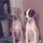 Amerikansk bulldog Sheila