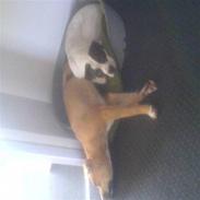 Amerikansk bulldog Sheila