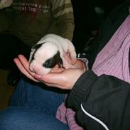 Amerikansk bulldog Sheila