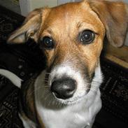 Dansk svensk gaardhund Pelle