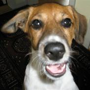 Dansk svensk gaardhund Pelle