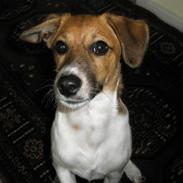 Dansk svensk gaardhund Pelle