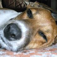 Dansk svensk gaardhund Pelle