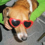 Dansk svensk gaardhund Pelle