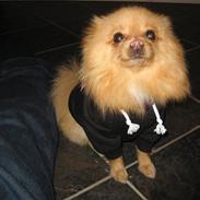 Pomeranian Bella