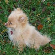 Pomeranian Bella