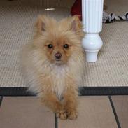 Pomeranian Bella