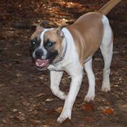Amerikansk bulldog Cadillac Bulls " Tank "