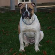 Amerikansk bulldog Cadillac Bulls " Tank "