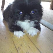 Pekingeser Lucifor 