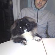 Pekingeser Lucifor 