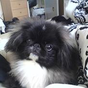 Pekingeser Lucifor 