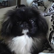 Pekingeser Lucifor 