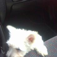 West highland white terrier metaxa