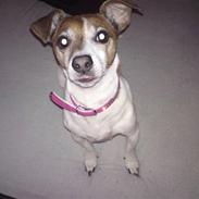 Jack russell terrier Smut