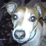 Jack russell terrier Smut