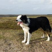 Border collie Silas