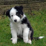 Border collie Silas