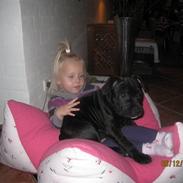 Staffordshire bull terrier Louis