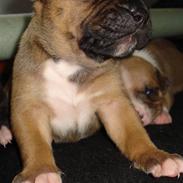 Blanding af racer Cujo R.I.P