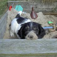 Engelsk springer spaniel Cato