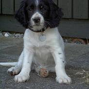 Engelsk springer spaniel Cato
