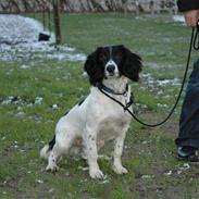 Engelsk springer spaniel Cato